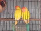 লাভবার্ভ (Lovebird) রানিং জোড়া বিক্রি হবে।