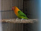 লাভবার্ড ছেলে পাখি