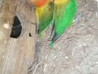 লাভবার্ড lovebird