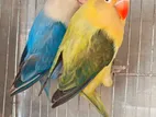 লাভবার্ড (lovebird)