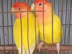 লাভবার্ড (Lovebird) রানিং জোড়া।