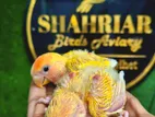 লাভবার্ড টেম সাইজ বেবি lovebird baby birds