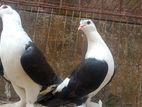 লাহোরি কবুতর রানিং ডিম বাচ্চা ওকে
