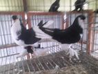 লাহরি রানিং পেয়ার