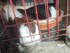 লাহুরী সিরাজী হোমা কবুতর বিক্রি হবে বাচ্চা এবং ডিম সহ