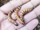 লাইভ Mealworm/superworm – Reptile, Fish & Bird Food