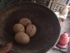 লাইট ব্রাহামা বিজ ডিম