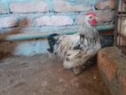 Chicken For Sale