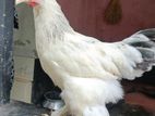 লাইট কোলম্বিয়ান ব্রাহামা মোরগ সেল হবে