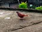 লাল চুল্লি