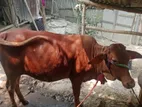 লাল গরু