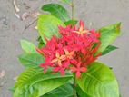 লাল তারা
