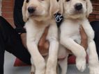 Labrador baby dog sell hoby