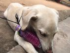 Labrador Dog