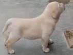 labrador Dog