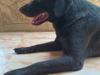 Labrador Male Dog