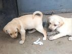 Labrador mix breed