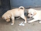 Labrador mix breed puppy