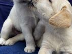 Labrador Puppies Pure