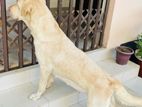 Labrador Puppy