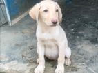 Labrador puppy for sell