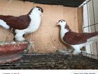 Lahore Running Pair