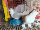 Lahori Pigeon. লাহোরী কবুতর