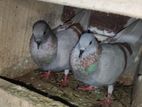 Bird for sale