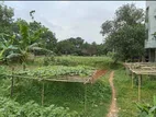 Land For Rent 90 Shotok (3 Bigha)