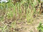 Land For Sale at Rajshahi