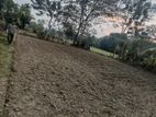 Land for sell. Near of Bashurhat Darul Ihsan Madrasah