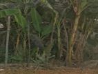 land sell রূপগঞ্জের কায়েতপাড়া