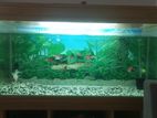 Large Aquarium