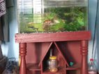 large aquarium with fish for