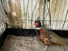 Large Pheasant Bird