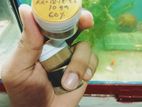 Larviva, Brine Shrimp Eggs