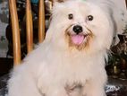 Lasa apso fog
