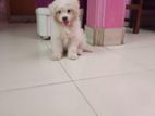 Lasa apso for sell
