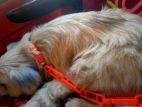 Lasa Dog