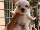 Lasa pure breed baby for sell