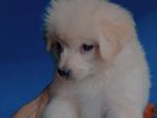 Lasha & Germen Spitz Baby Mix Breed Women