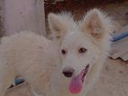 Lasha & Germen spitz mix breed