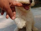 Lasha Apso puppy