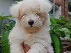 Lasha Apso Puppy