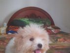 Lasha Apso.3.5 month puppy