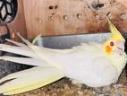 Latino Cockatiel for sale