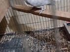 Lave Bird Baby