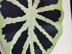 Leaf Cutwork Doormat