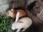 Rabbit sell