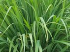Lemon Gras / পাতা গাছ Cara gas